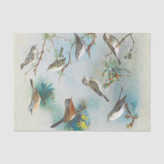 Warbler and Wrens, Tissue Paper