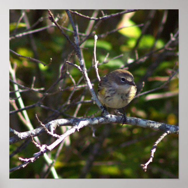 Warbler Bird Photo Poster (Front)