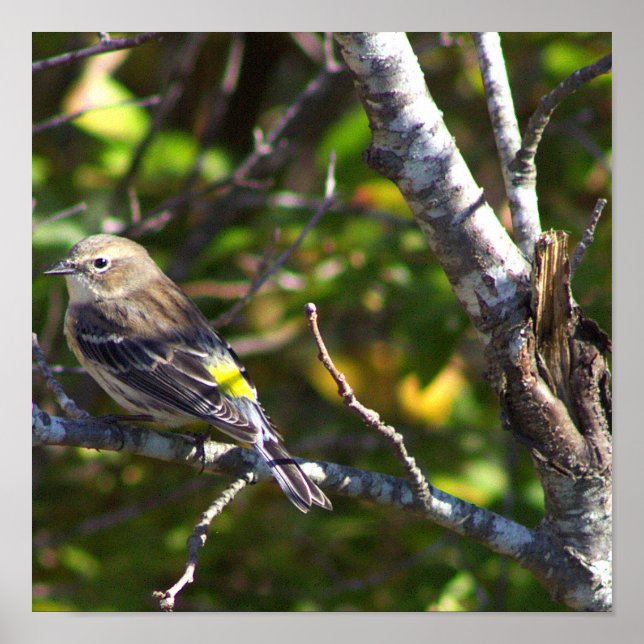 Warbler Bird Photo Poster (Front)