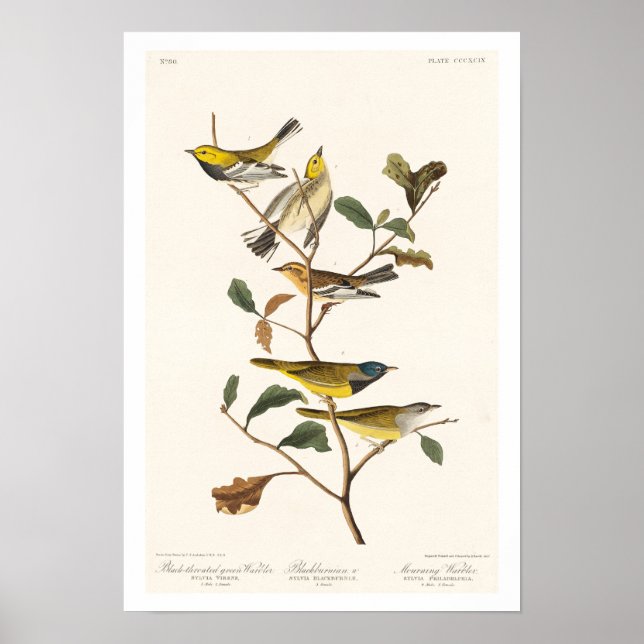 Warbler by Audubon Poster (Front)