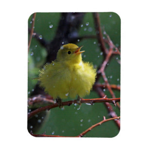 Warbler Magnet