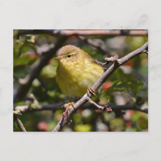 Warbler Postcard