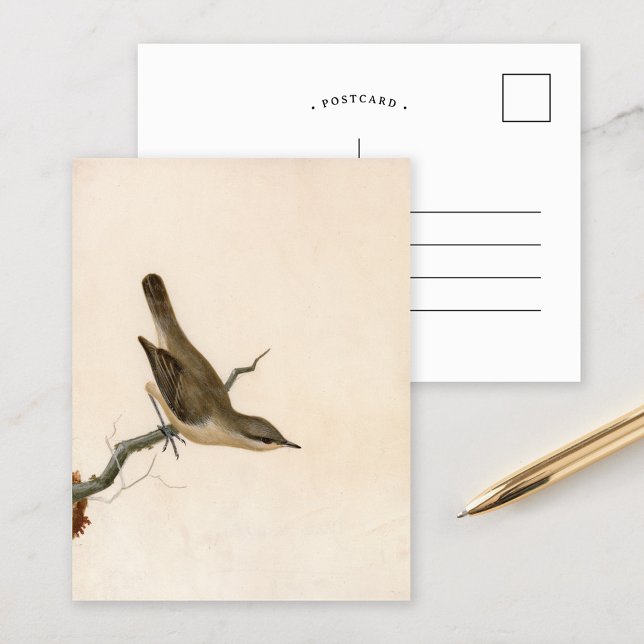 Warbler Reed Wren | William Lewin Postcard (Creator Uploaded)