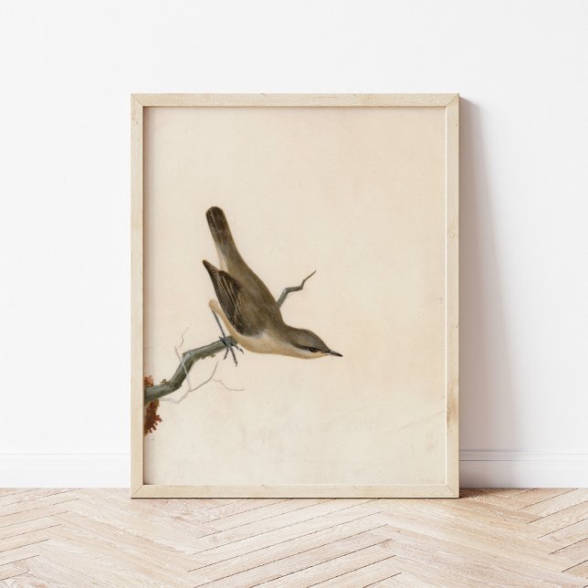 Warbler Reed Wren | William Lewin Poster (Creator Uploaded)
