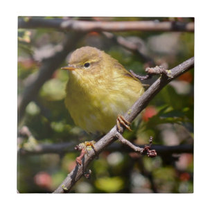 Warbler Tile/Trivet Tile