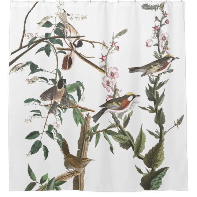 Warbler Wren Birds Audubon Wildlife Shower Curtain (Front)