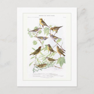 Warblers Postcard