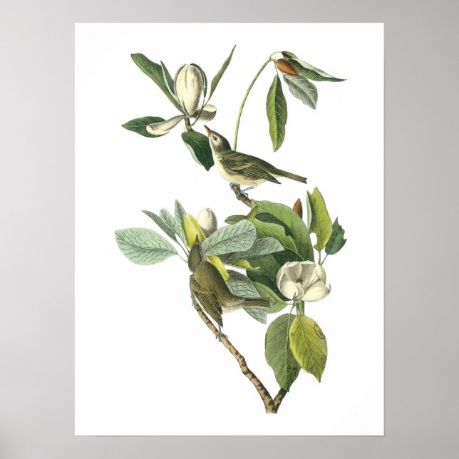 Warbling Vireo by Audubon Poster (Front)