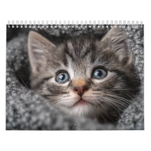 Warm Aesthetic Animal Cosy Cat Photography Wall Calendar