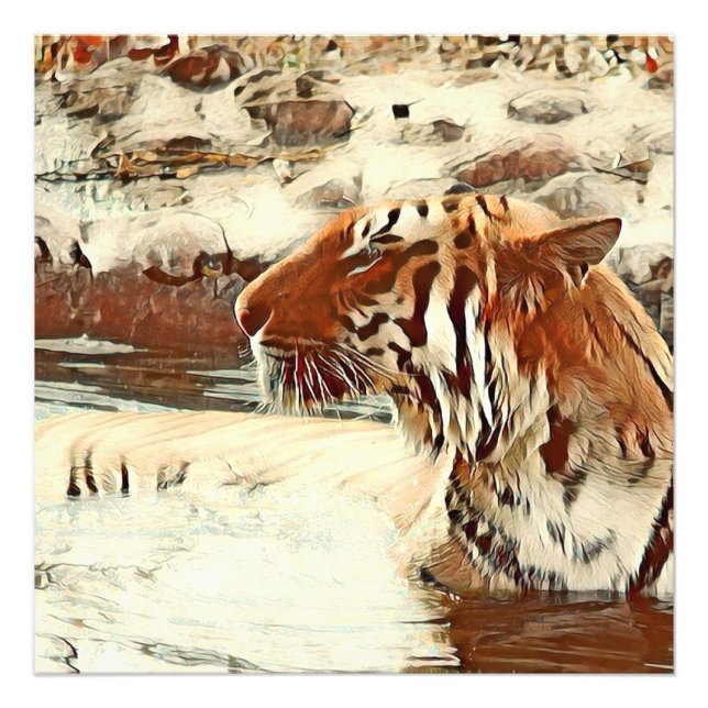 warm coloured swimming tiger photo print (Front)