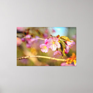 Warm Colours Of Sakura Flowers In Hanami Season Canvas Print