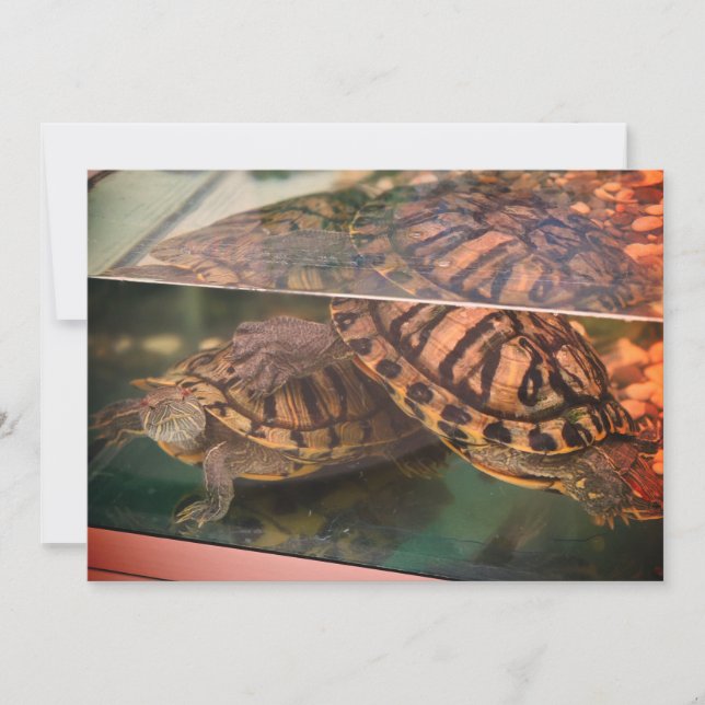 Warm Earthy Turtle Reflection Card (Front)