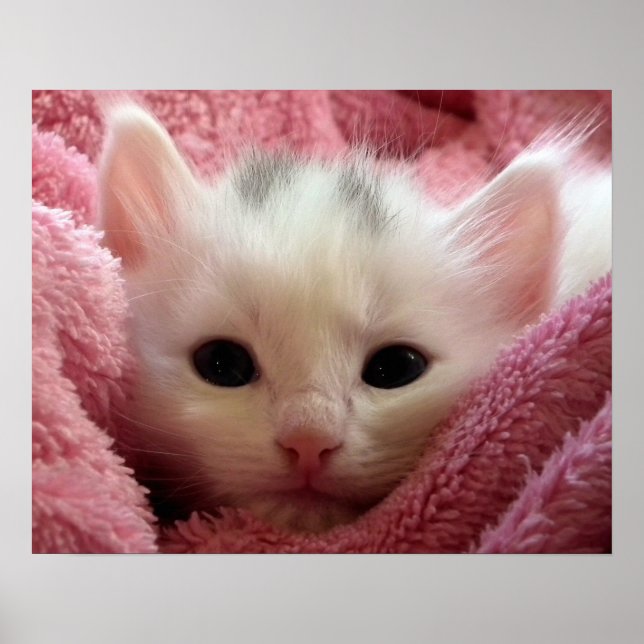 Warm Kitten in a Blanket Poster (Front)