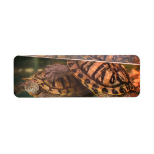 Warm Nature Turtles Address Label