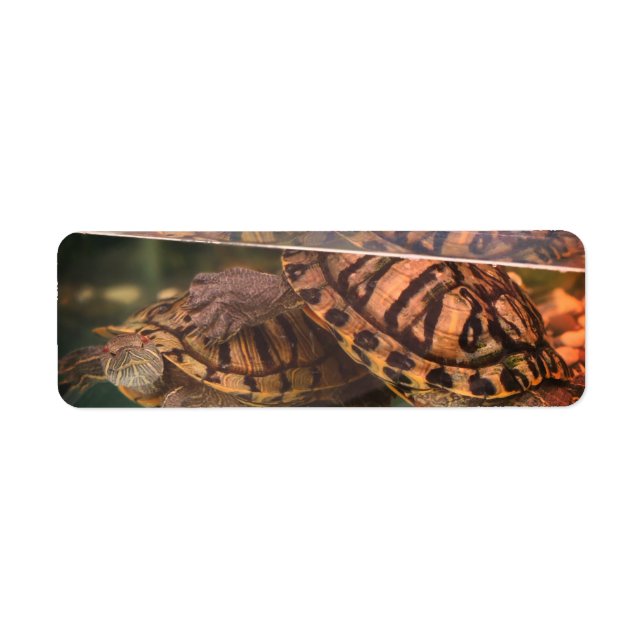 Warm Nature Turtles Address Label (Front)
