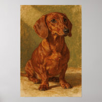 Warm Ochre Dachshund Portrait