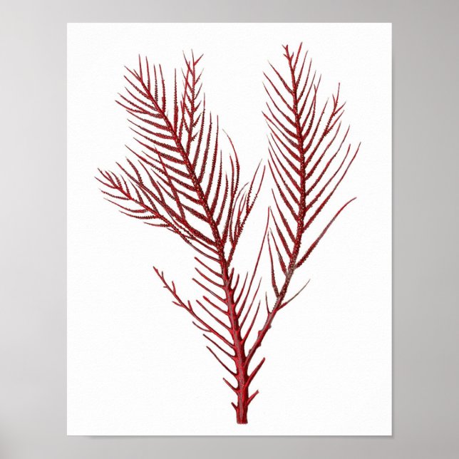 Warm Red Sea Coral no.10 Beach Wall Art Print (Front)