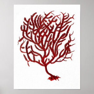 Warm Red Sea Coral no.11 Beach Wall Art Print