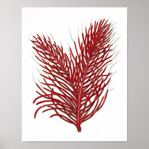 Warm Red Sea Coral no.8 Beach Wall Art Print