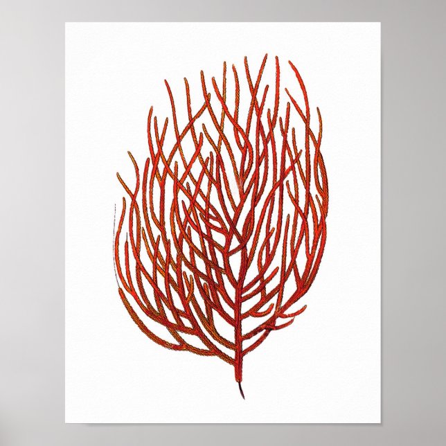 Warm Red Sea Coral no.9 Beach Wall Art Print (Front)