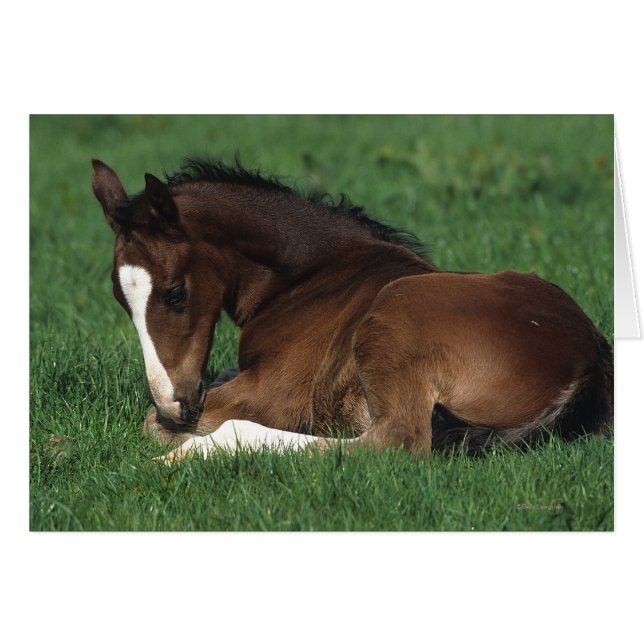 Warmblood Foal Laying Down (Front Horizontal)