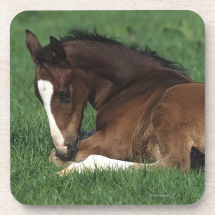 Warmblood Foal Laying Down Coaster