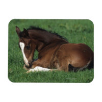 Warmblood Foal Laying Down