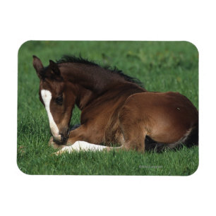 Warmblood Foal Laying Down Magnet