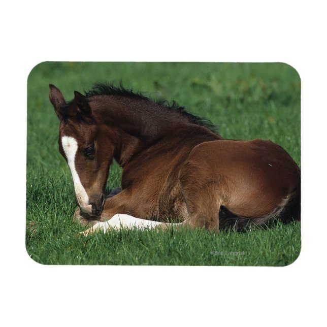 Warmblood Foal Laying Down Magnet (Horizontal)