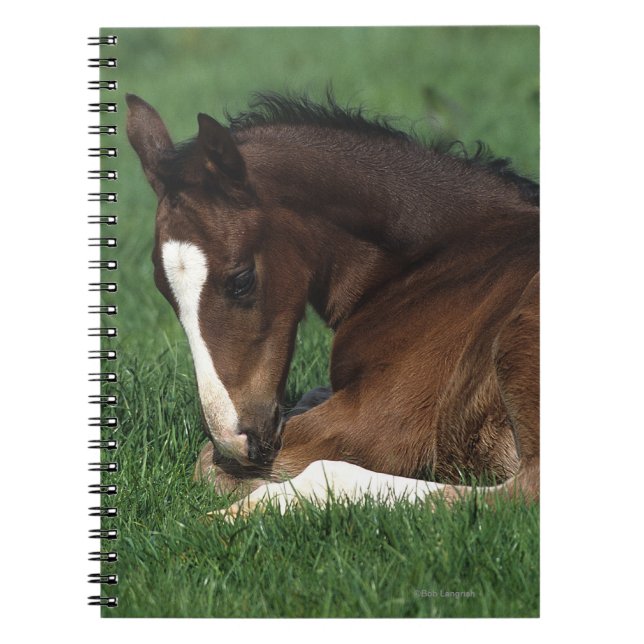 Warmblood Foal Laying Down Notebook (Front)