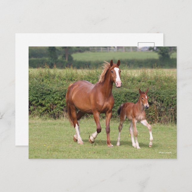 Warmblood Mare and Foal Walking Together Postcard (Front/Back)