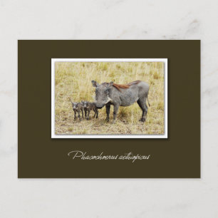 Warthog with piglets safari postcards