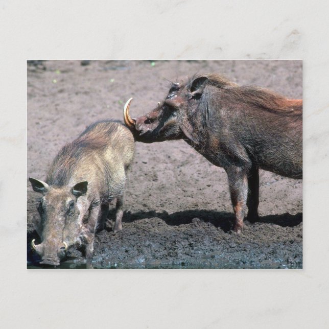 Warthogs - Boar (right) And Sow (left) Postcard (Front)