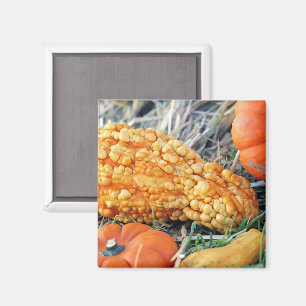 Warty Gourd Magnet