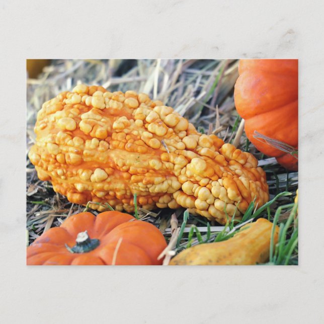 Warty Gourd  Postcard (Front)