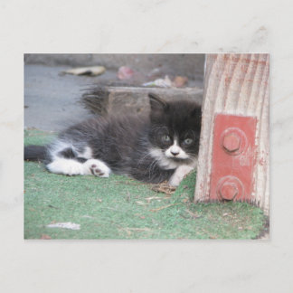 Wary Kitten Postcard