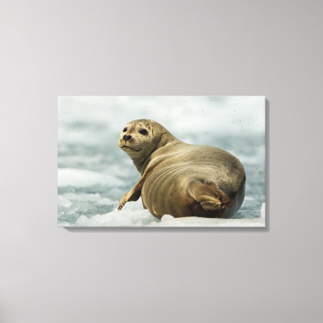 Wary Seal Canvas Print (Front)