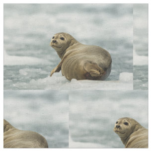 Wary Seal Fabric