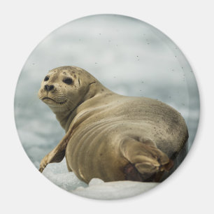Wary Seal Magnet
