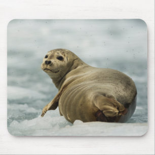 Wary Seal Mouse Pad