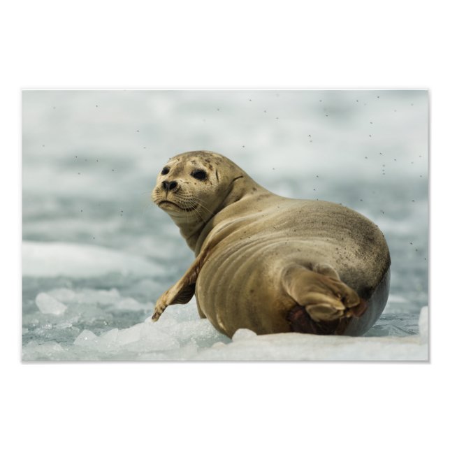Wary Seal Photo Print (Front)