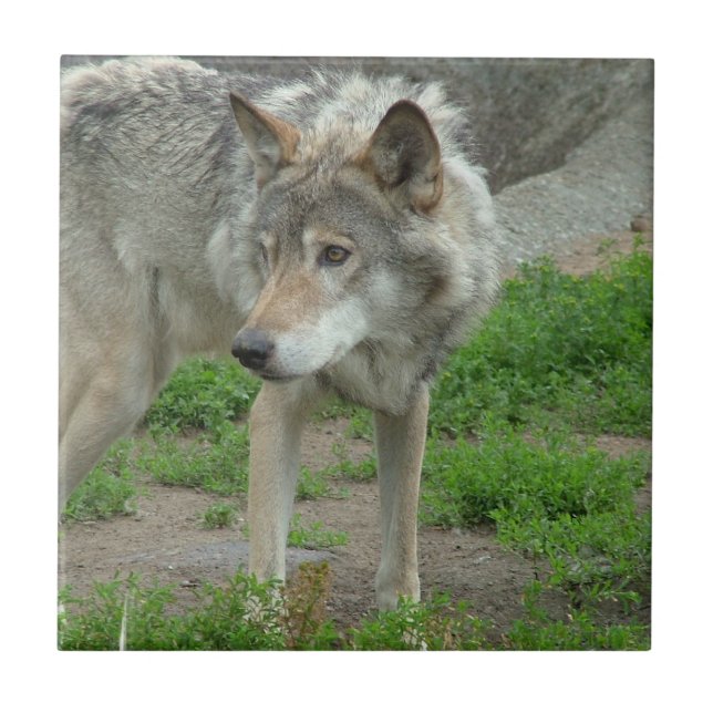 Wary Wolf Tile (Front)