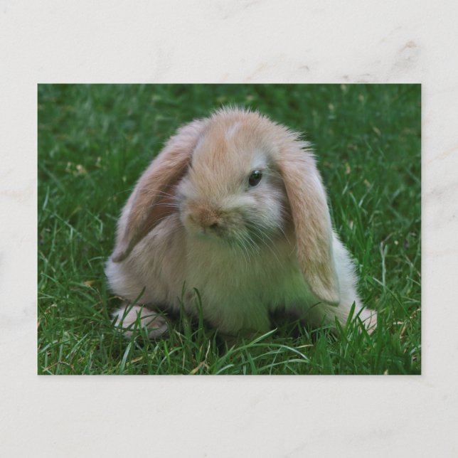 Wascally Wabbit Postcard (Front)