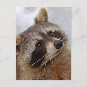 Waschbär Postcard