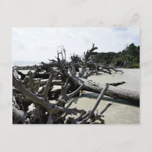 Washed Ashore Postcard