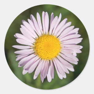 Washington, Cascade Range, Mount Baker Classic Round Sticker