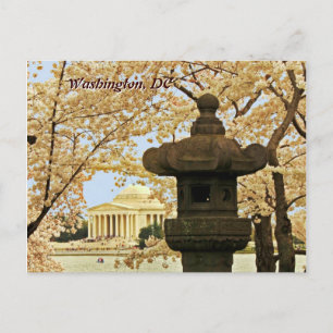 Washington Cherry Blossoms Postcard