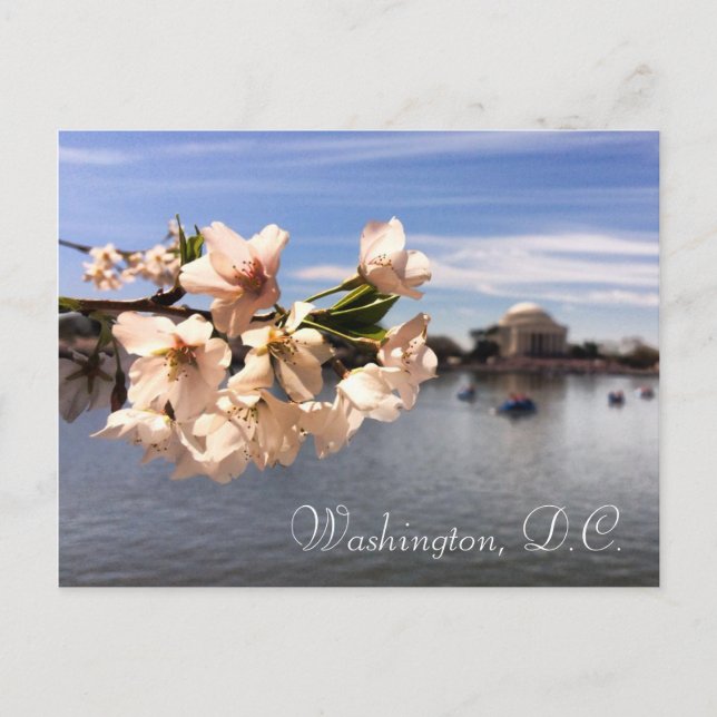 Washington, D.C. Cherry Blossom postcard (Front)