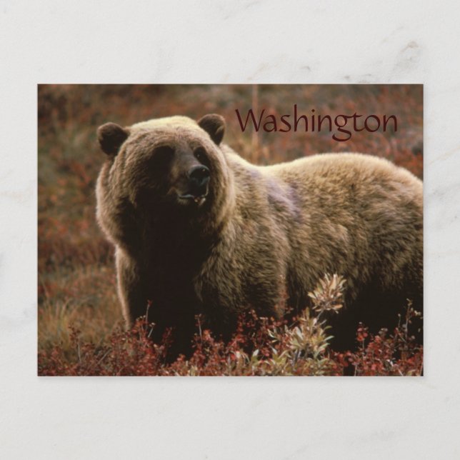 Washington grizzly bear postcard (Front)