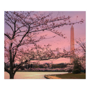 Washington Monument Cherry Blossom Festival Photo Print